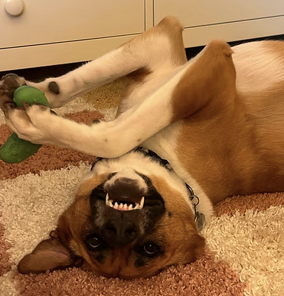 Teddy | Best Smile | The Hoffner Family logo