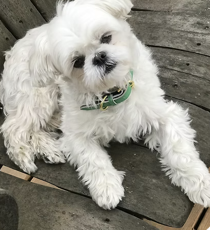 Teddy | Cutest Puppy  Kathy Barthold logo