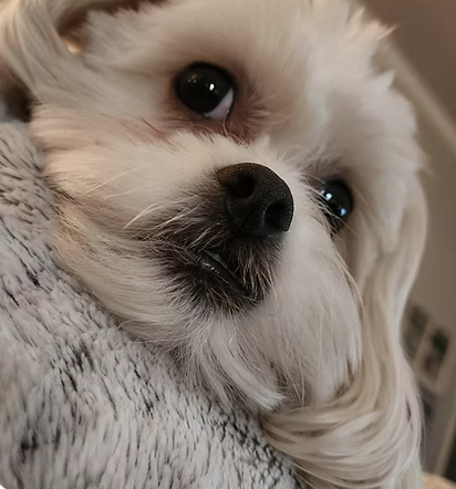 Phoebe | Cutest Puppy | The Greenman Family logo