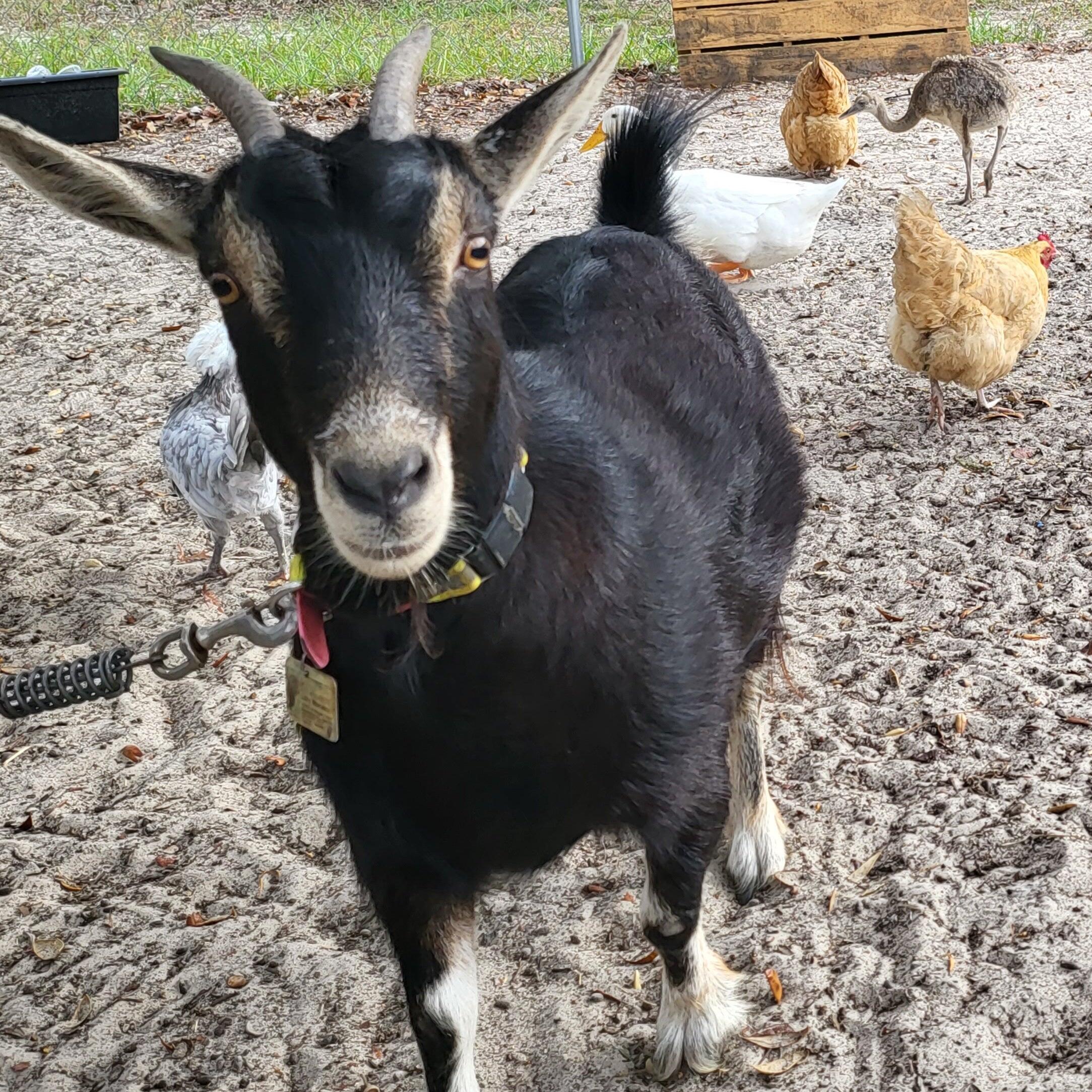 Happy Campers Rescue Ranch