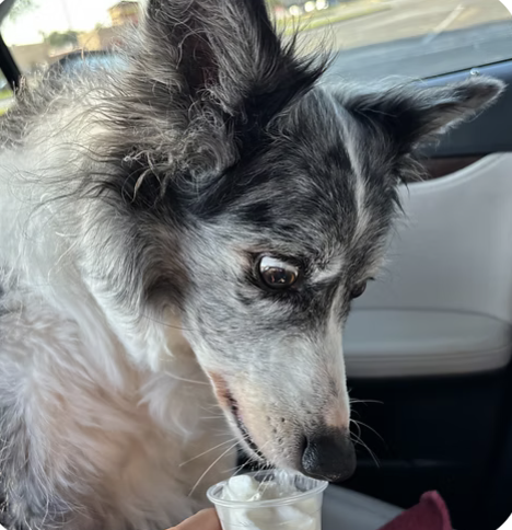 Luna | Best Ears | Blum Family logo