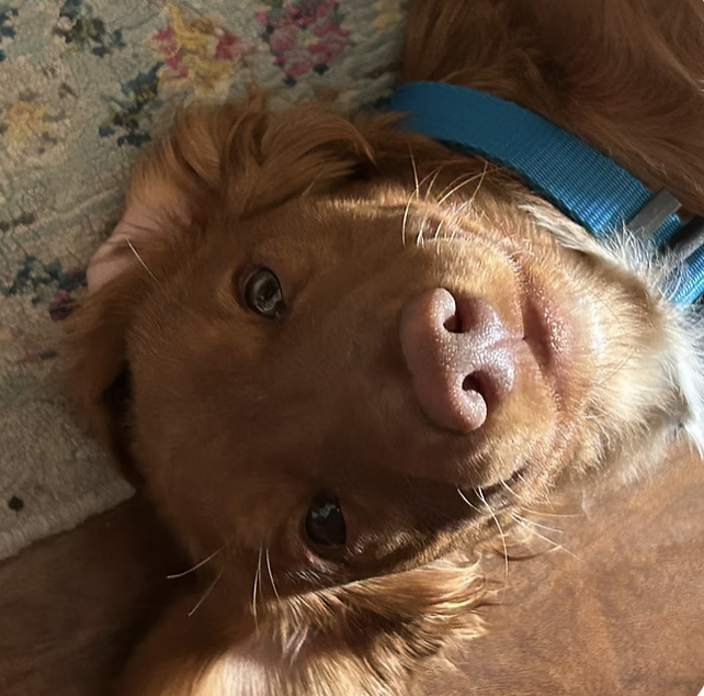 Douglas | Best Child Helper | The Stutz Family logo