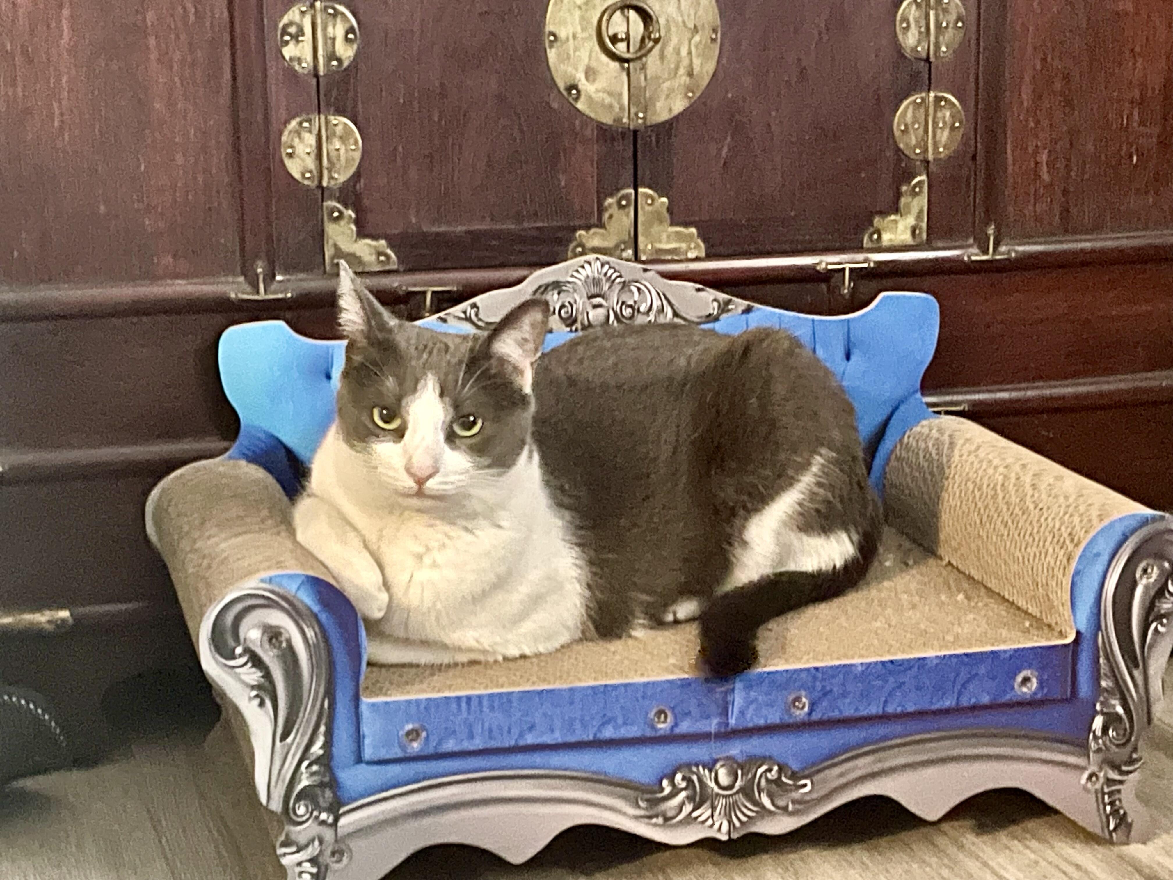 Cool Cats of Cook County logo