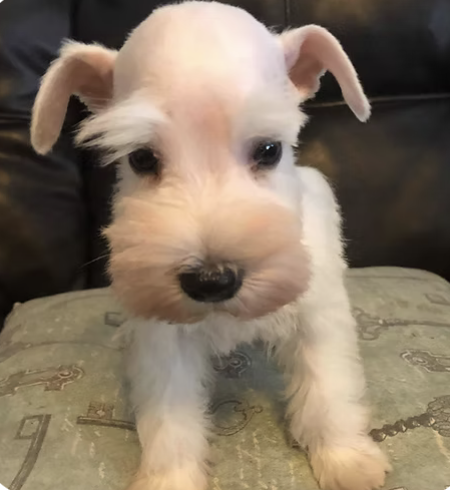 Bentley | Cutest Puppy | Shelley Delgado logo