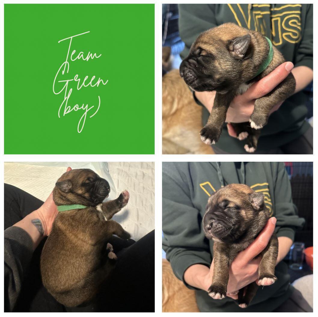 Puppy 3: Green (male) logo