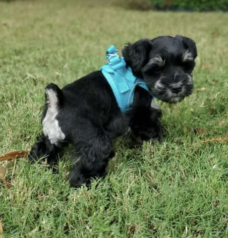 Lil Beaux GQ | Cutest Puppy | Shelley Delgado logo