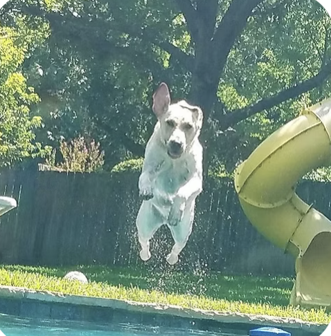 Wilson | Best Trick | Cleva Steadman logo