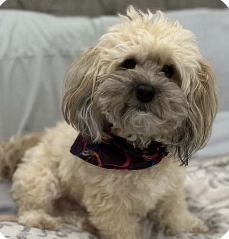 Finn | Cutest Puppy | Rynthia Clements logo