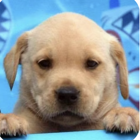 Wilson | Cutest Puppy | Cleva Steadman logo