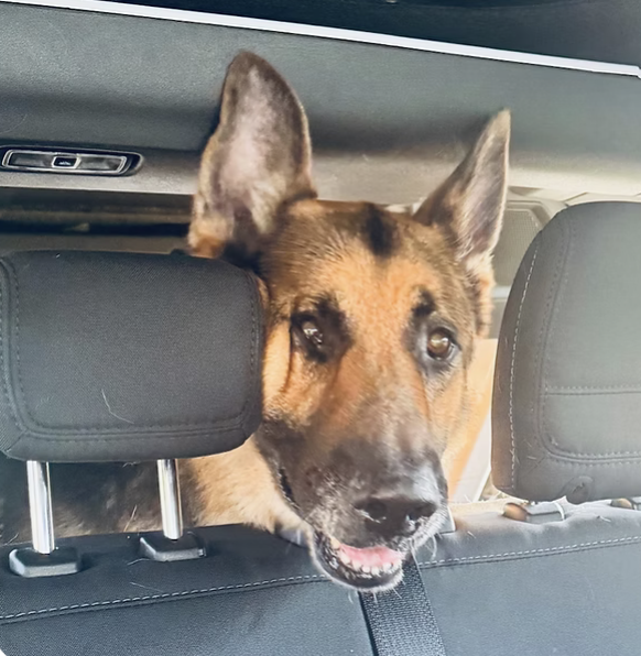 Tucker | Best Ears | The Arredondo Family logo