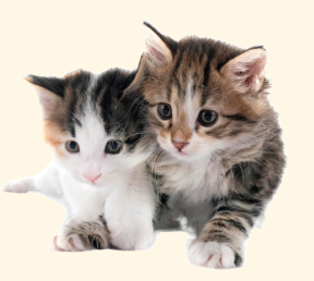 Team Cat (Meow!) logo