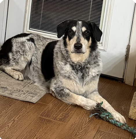 Hank | Best Ears | Melissa Owens logo