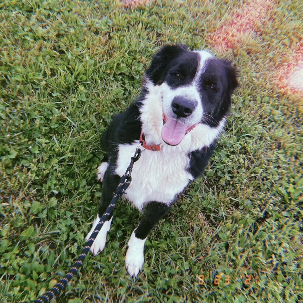 Jethro logo