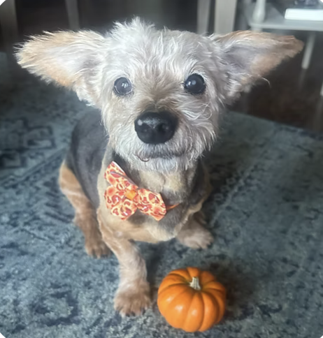 Teddy | Best Ears | Heidi Schoen logo