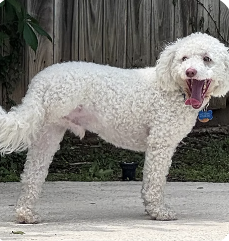 Scooby |  Best Rescue Story | Amy Trussell logo