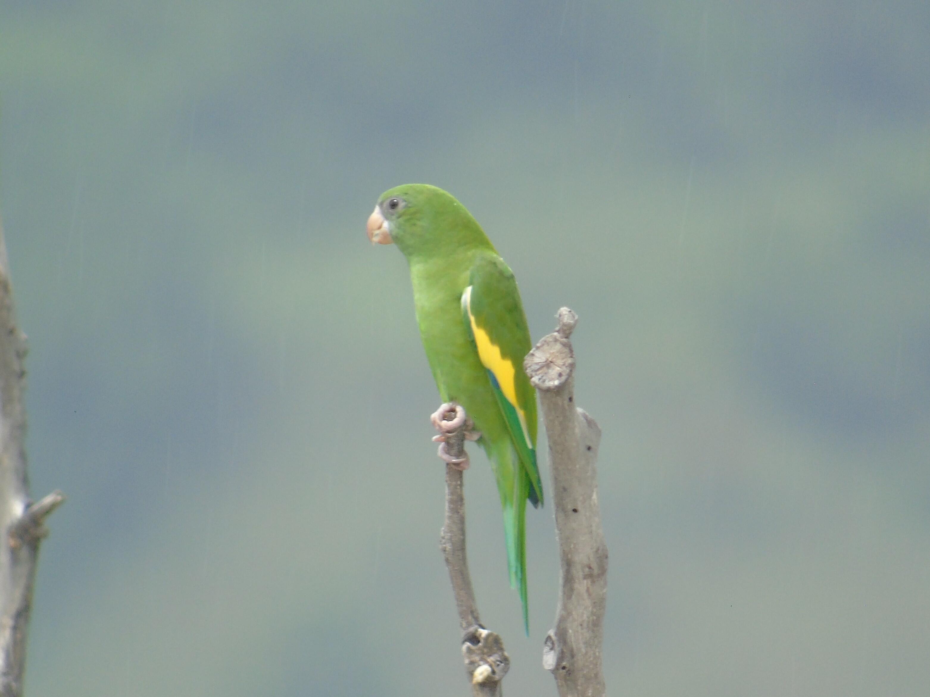 Parakeet Patrol logo