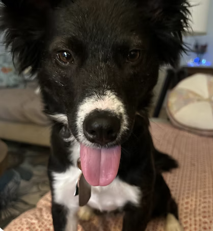 lily | Best Smile | Kit Cook logo