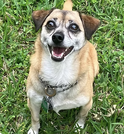 Cheetoh | Best Smile | Juliet Casas logo