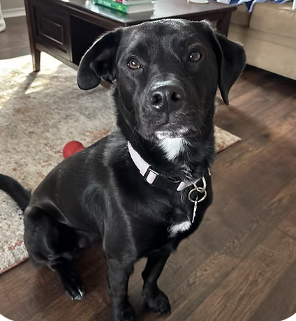 Luna | Best Rescue Story | Amelia Simpson logo