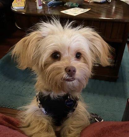 Maggie | Cutest Puppy | The Trentham Family logo