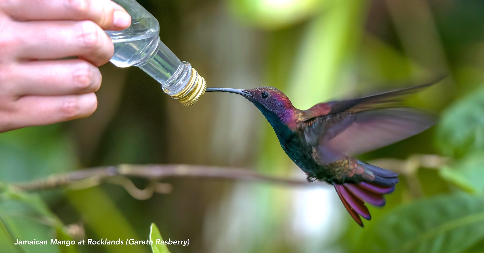 Jamaican Mango feeding from a bottle at Rocklands Bird Sanctuary