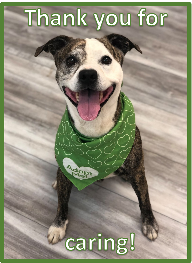 st joe humane society