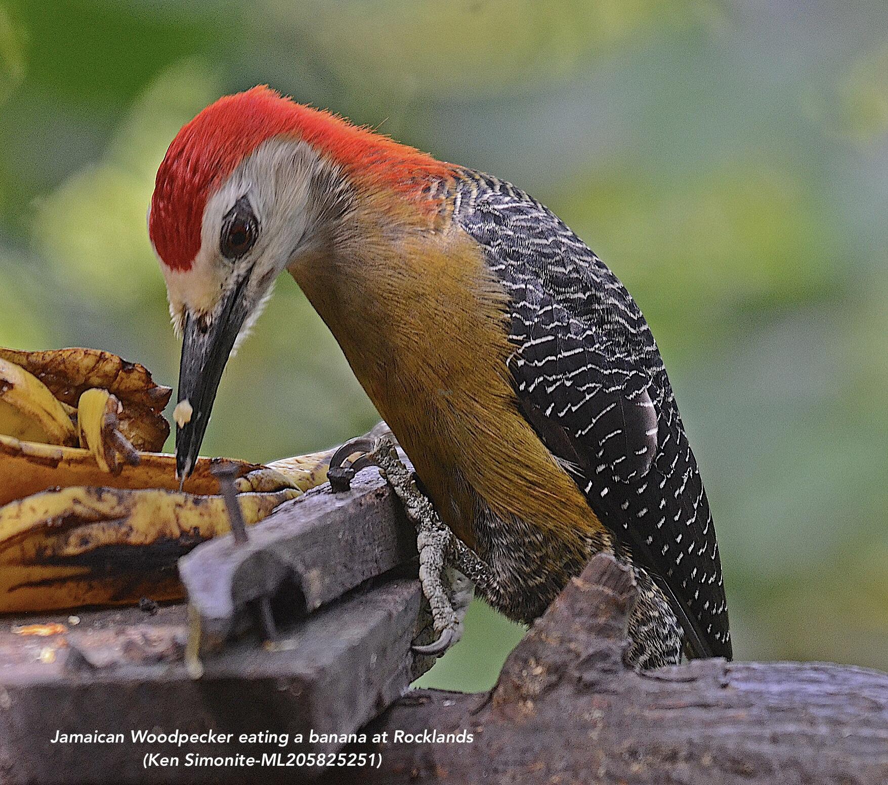 Jamaican Woodpecker eating a banana at Rocklands Bird Sanctuary