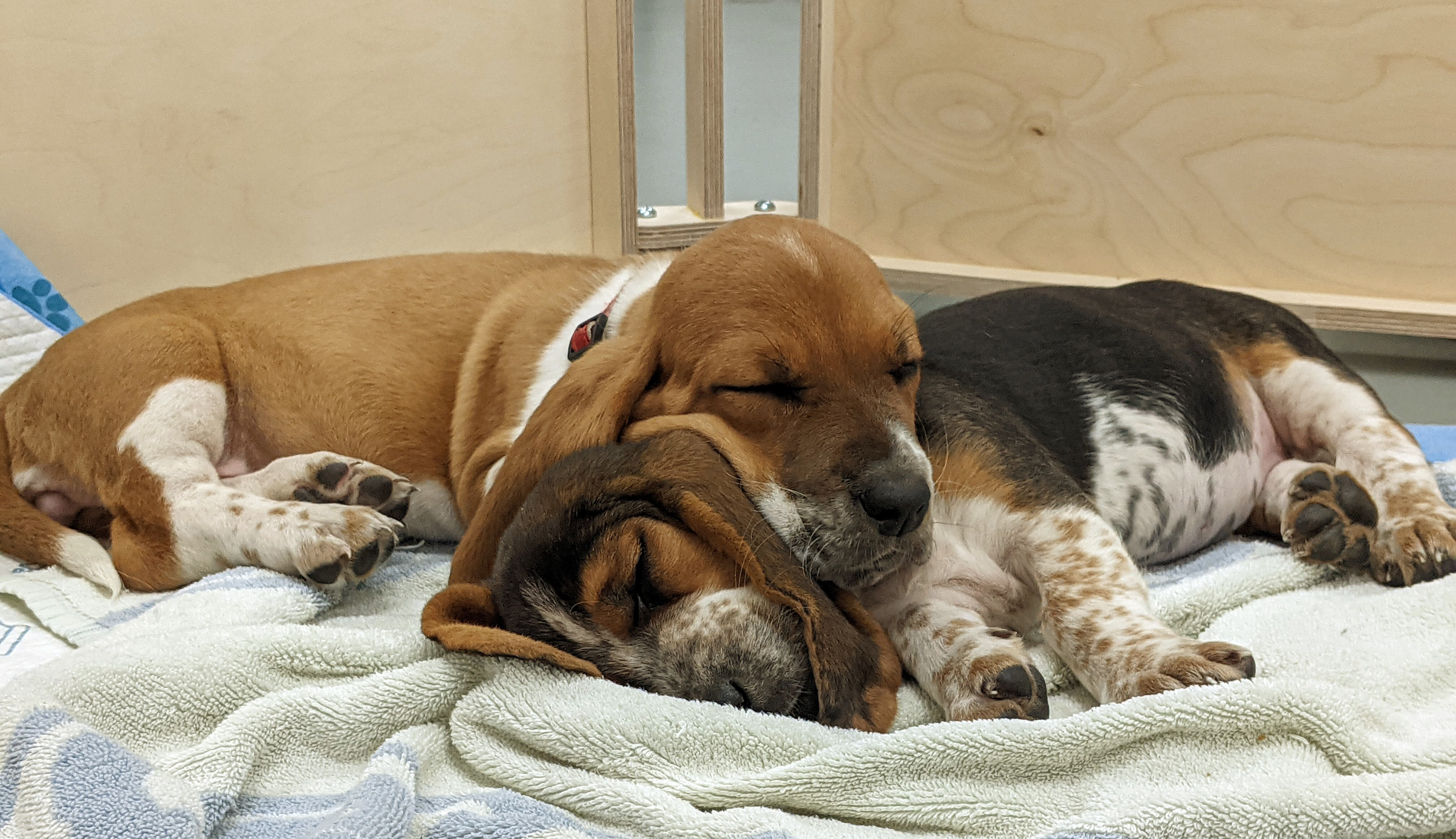 Pups Lilly and Poppy