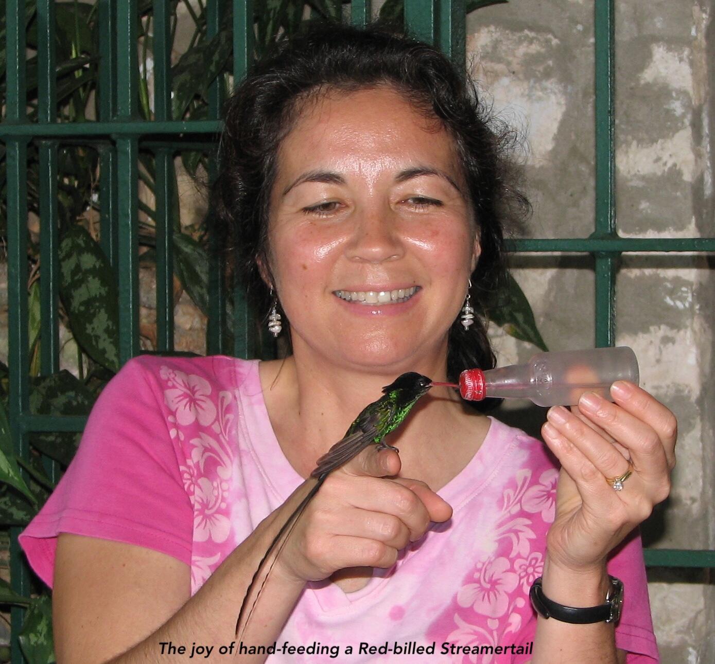 Feeding a Red-billed Streamertail at Rocklands Bird Sanctuary