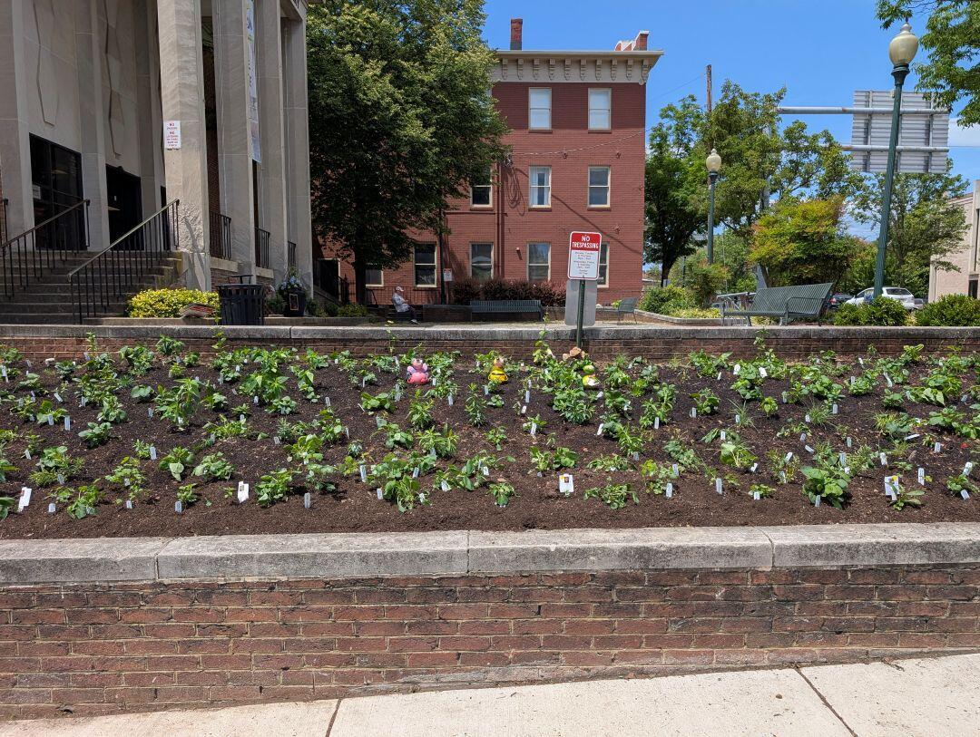 The planted Monarch Waystation Pollinator Garden.
