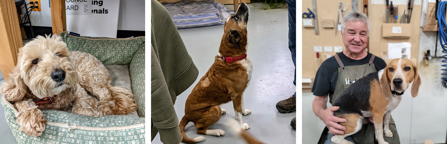 Alice, Ruby, and Bailey!